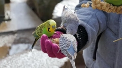 Ніж годування хвилястого папуга, що їсть папуга